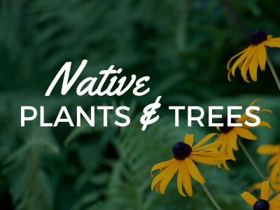 Native Plants and Trees