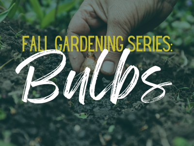 Fal Gardening Series: Bulbs