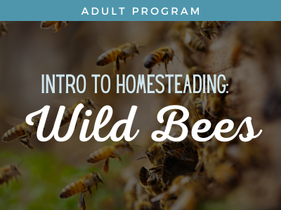 Introduction to Homesteading: Wild Bees